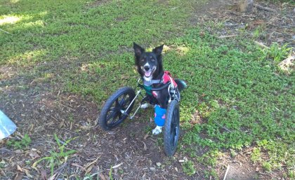 Ziggy with his customised cart. Ziggy with his customised cart.